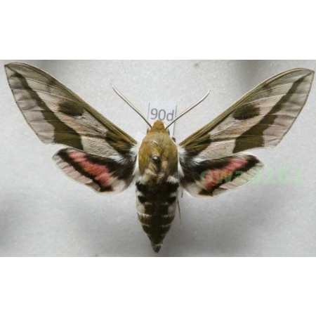 Hyles euphorbiae (Linnaeus, 1758) Czech 62mm90d